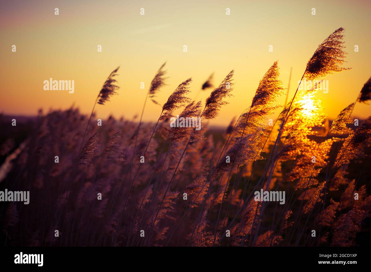 Sunset in the reeds Stock Photo