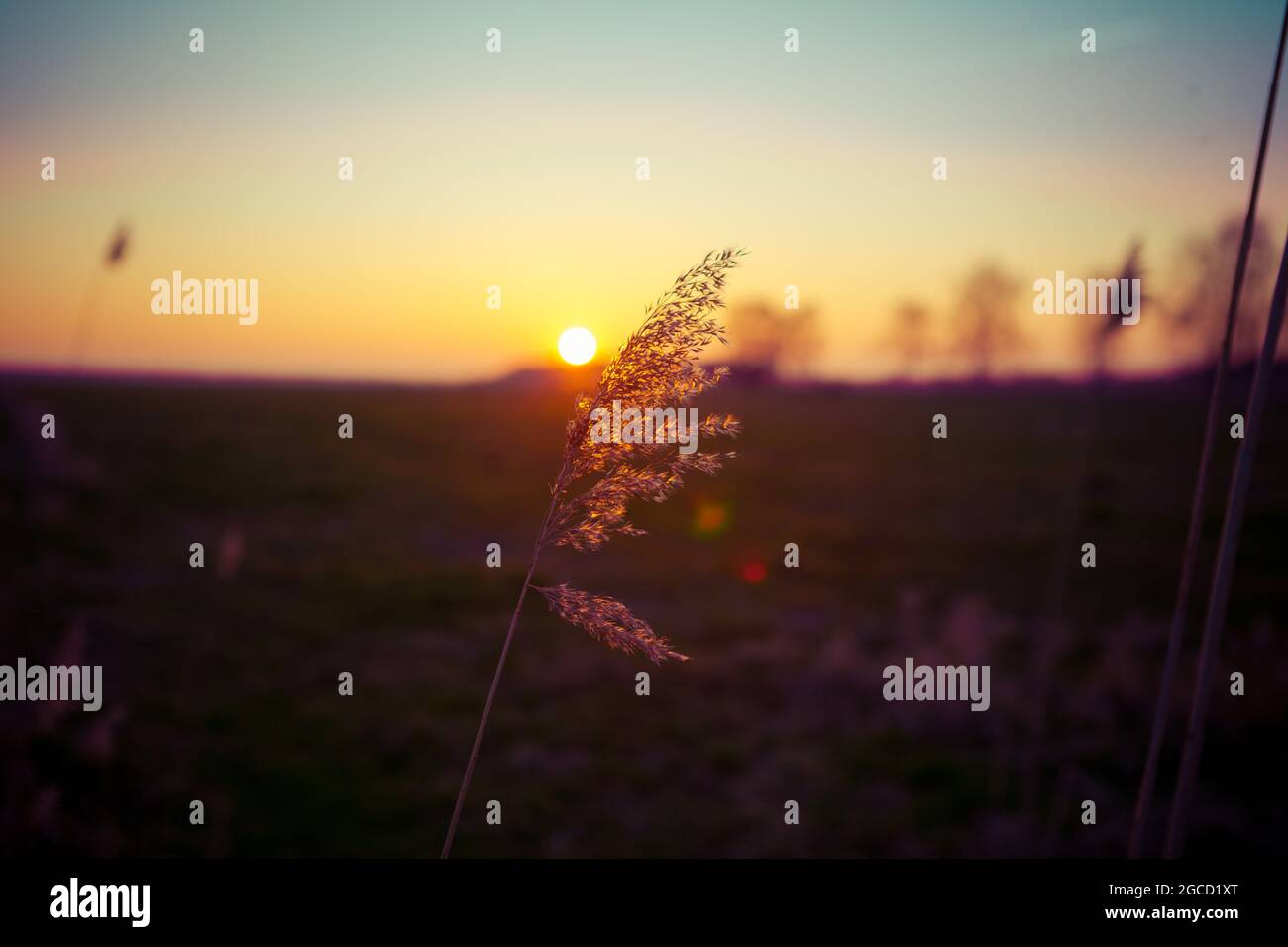 Sunset in the reeds Stock Photo