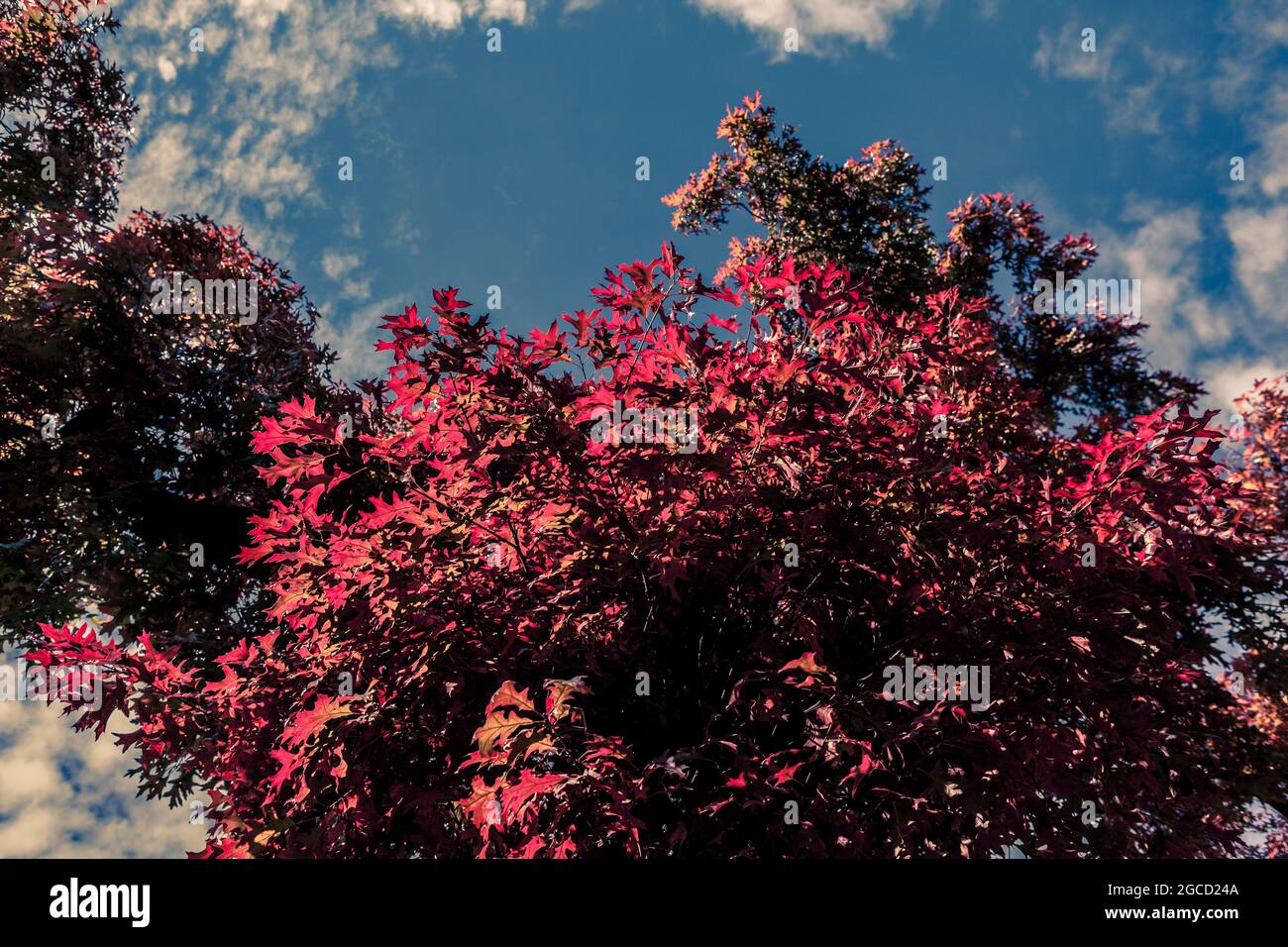 Red Autumn Leaves Stock Photo