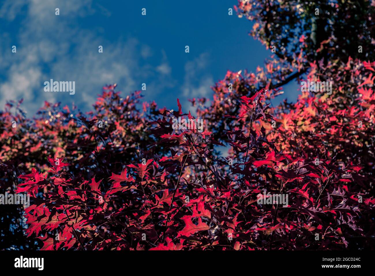 Foliage red leaves hi-res stock photography and images - Alamy