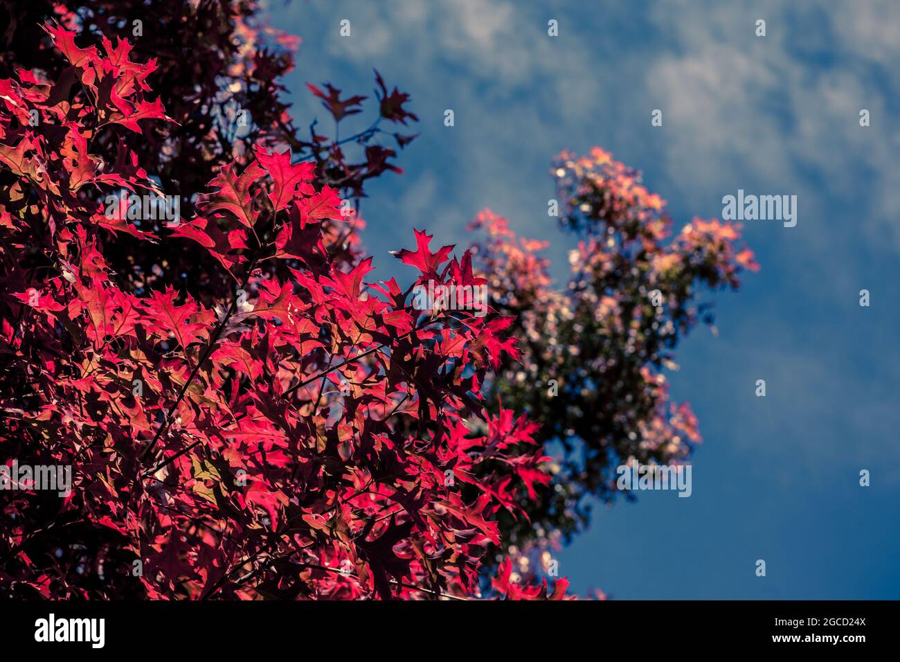 Red Autumn Leaves Stock Photo