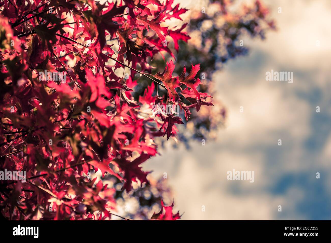 Red Autumn Leaves Stock Photo