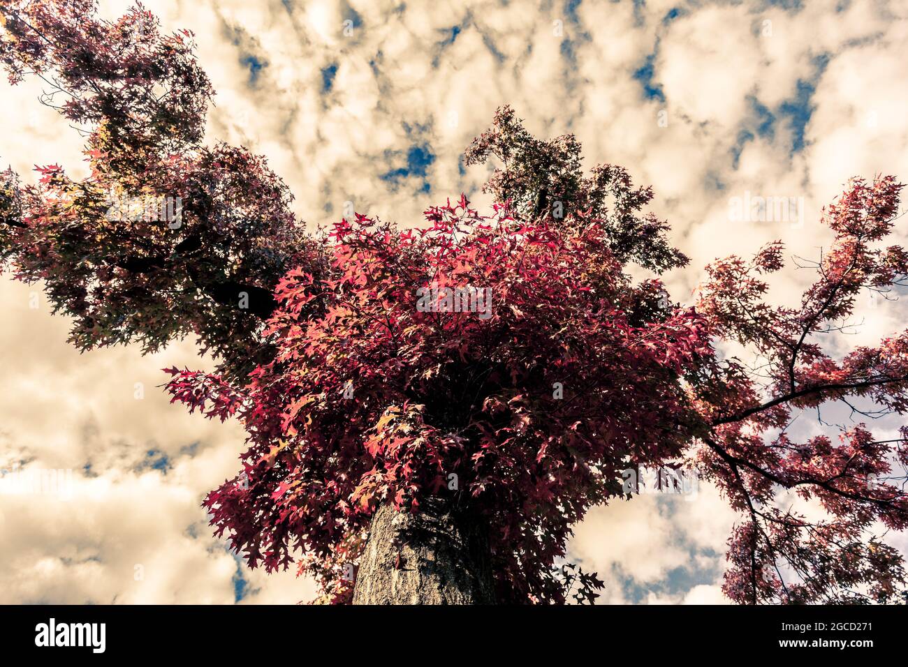 Foliage red leaves hi-res stock photography and images - Alamy