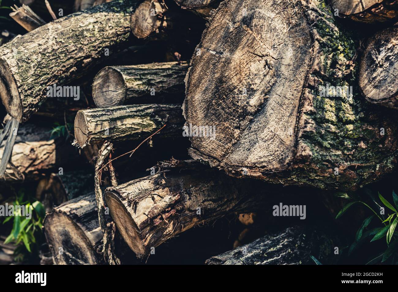 Tree trunks in the Dutch countryside Stock Photo