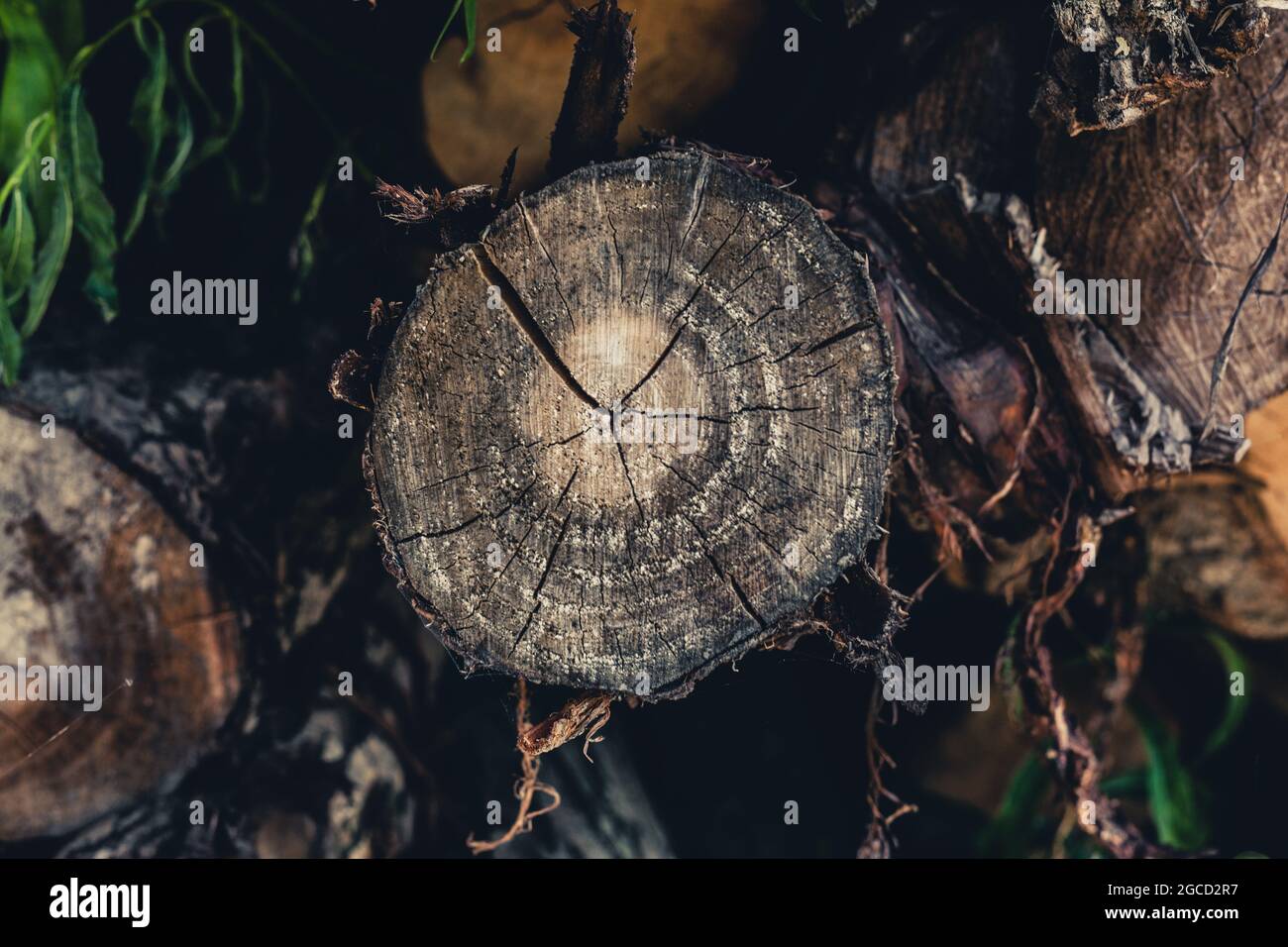 Tree trunks in the Dutch countryside Stock Photo