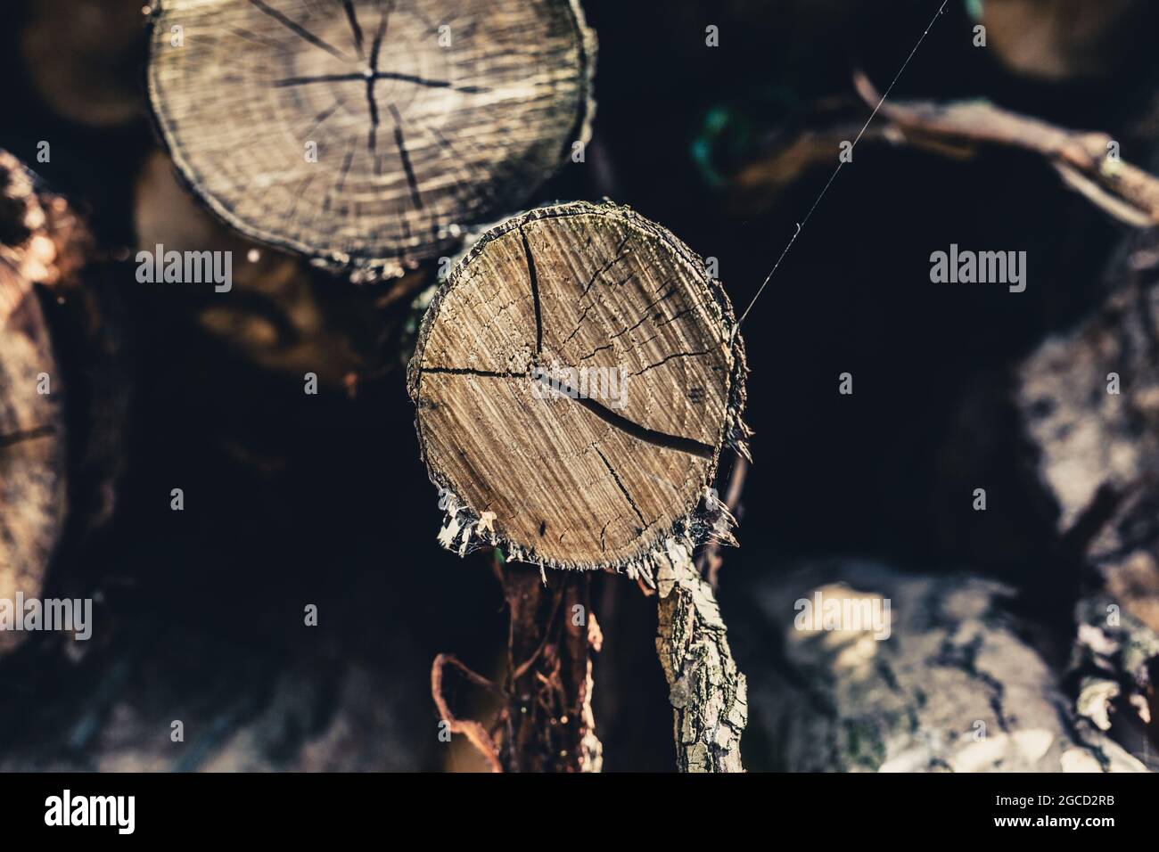 Tree trunks in the Dutch countryside Stock Photo