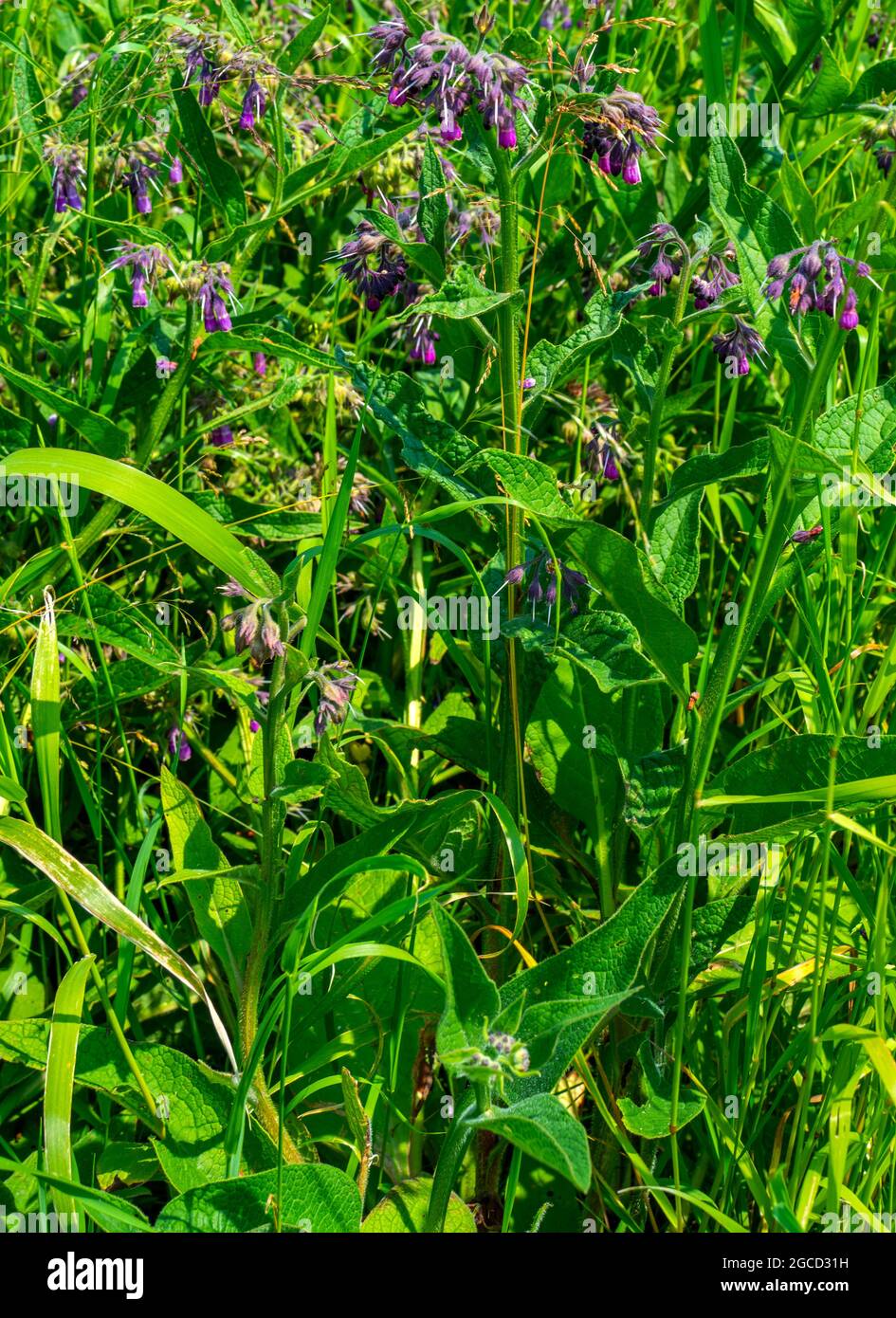 Close up of purple Common Comfrey (Symphytum officinale) Stock Photo
