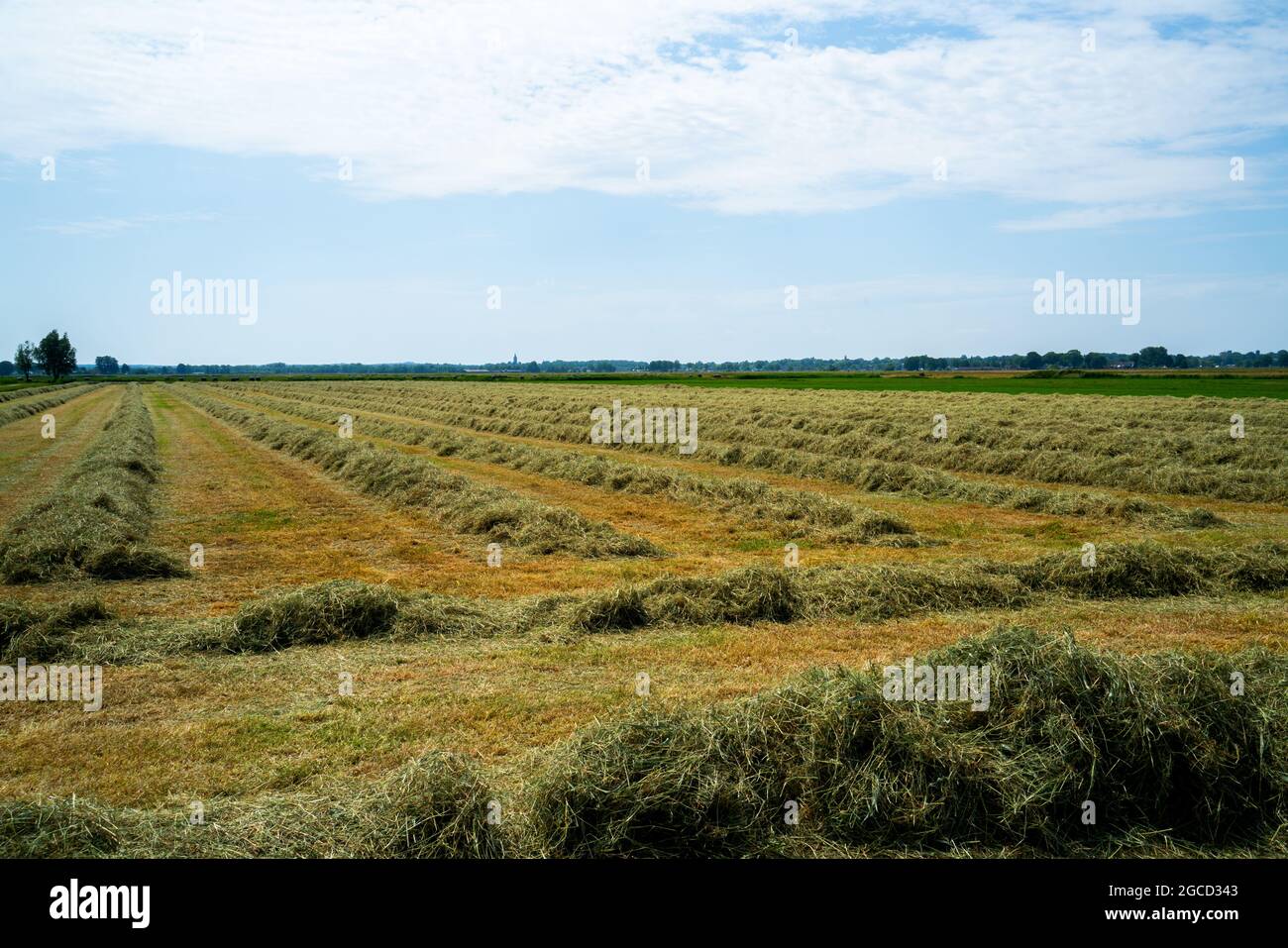 Panoramic landscape with drying hay Stock Photo Alamy