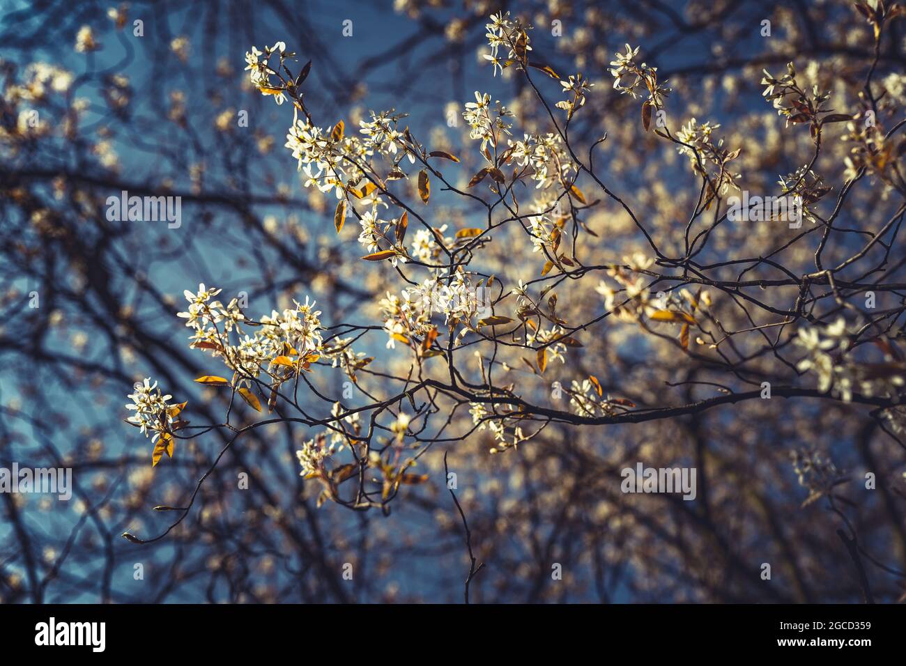 Blossoms in the springtime in Holland Stock Photo