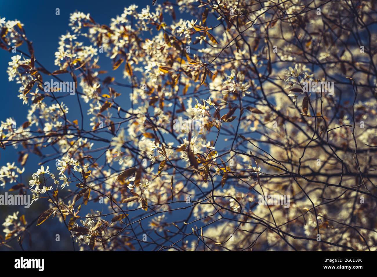 Blossoms in the springtime in Holland Stock Photo