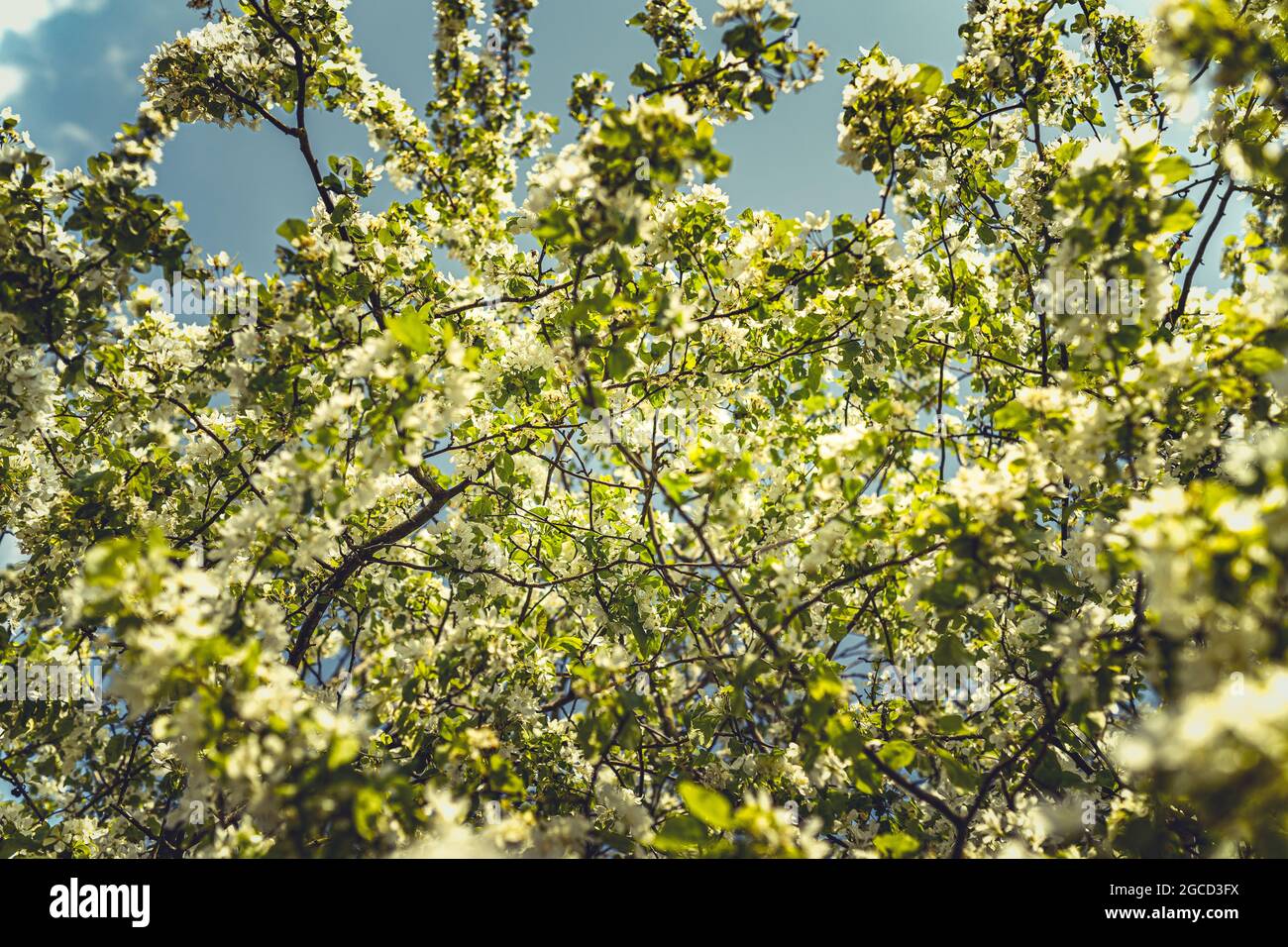 Blossoms in the springtime in Holland Stock Photo