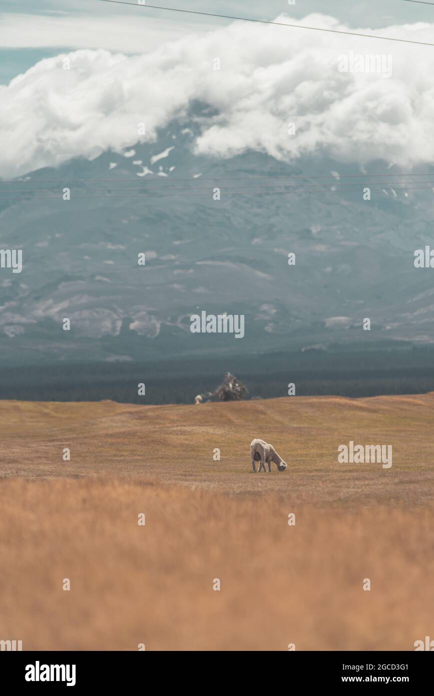 Lone sheep on the field in New Zealand north island Stock Photo