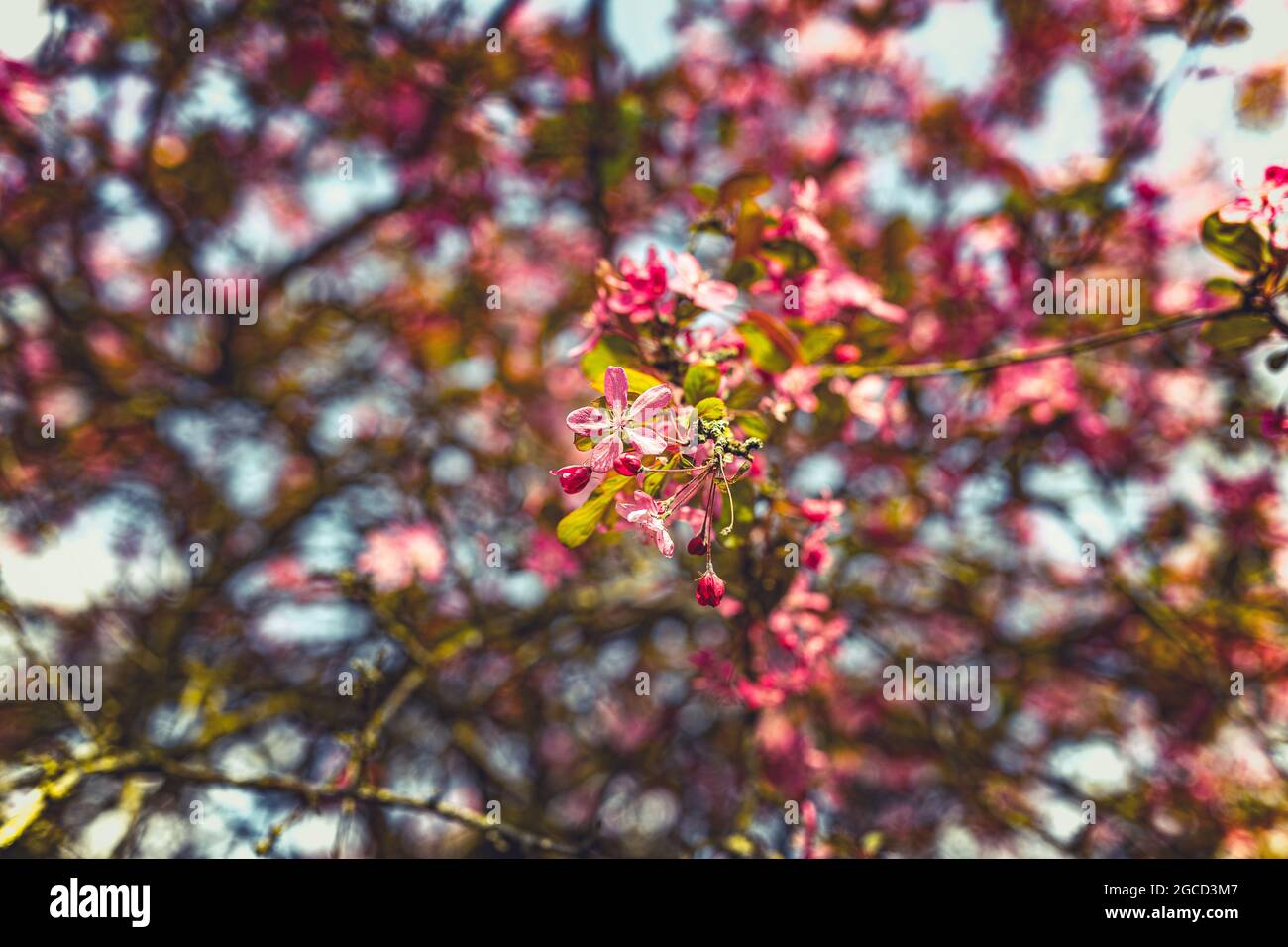 Blossoms in the springtime in Holland Stock Photo