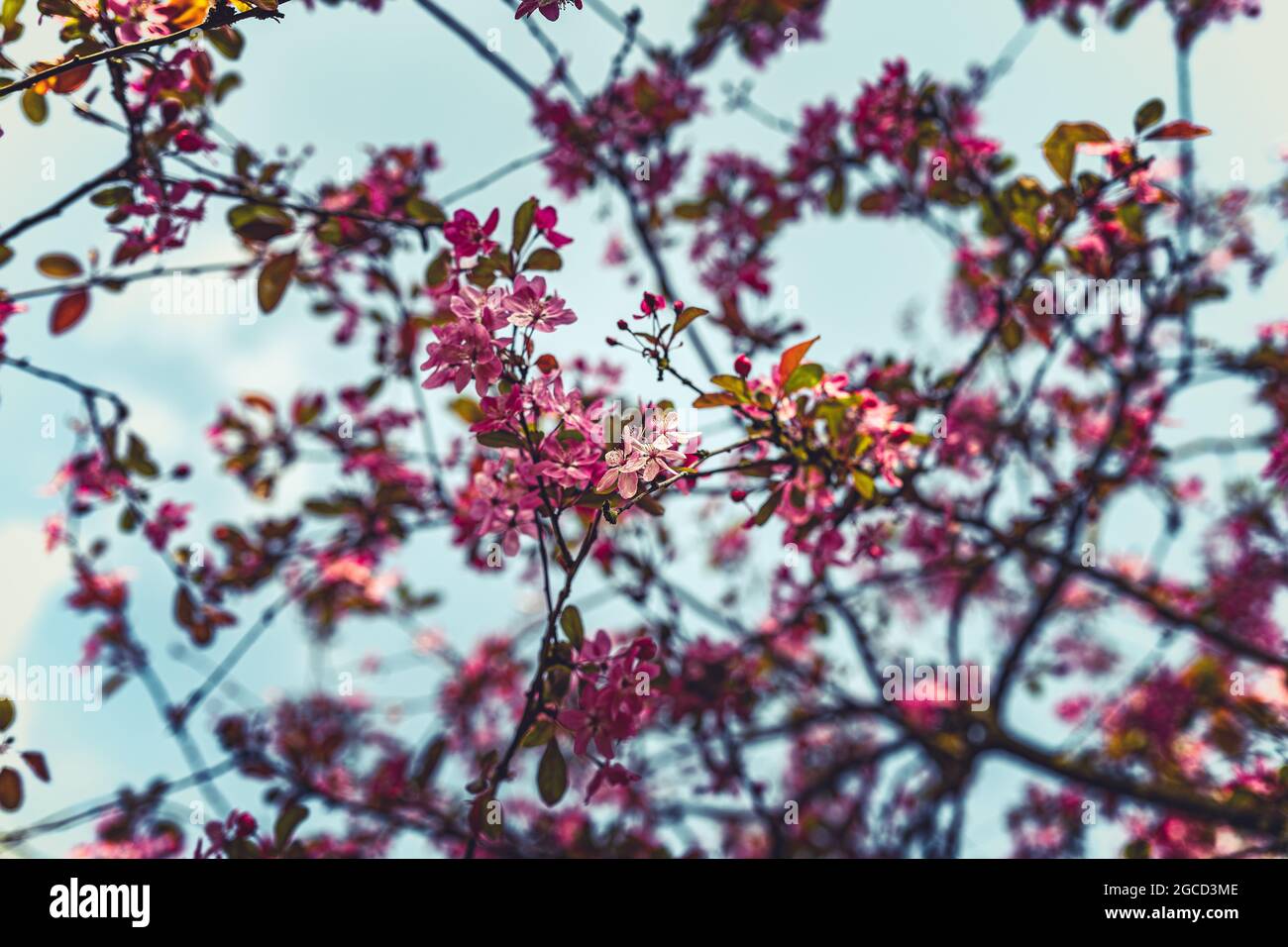 Blossoms in the springtime in Holland Stock Photo