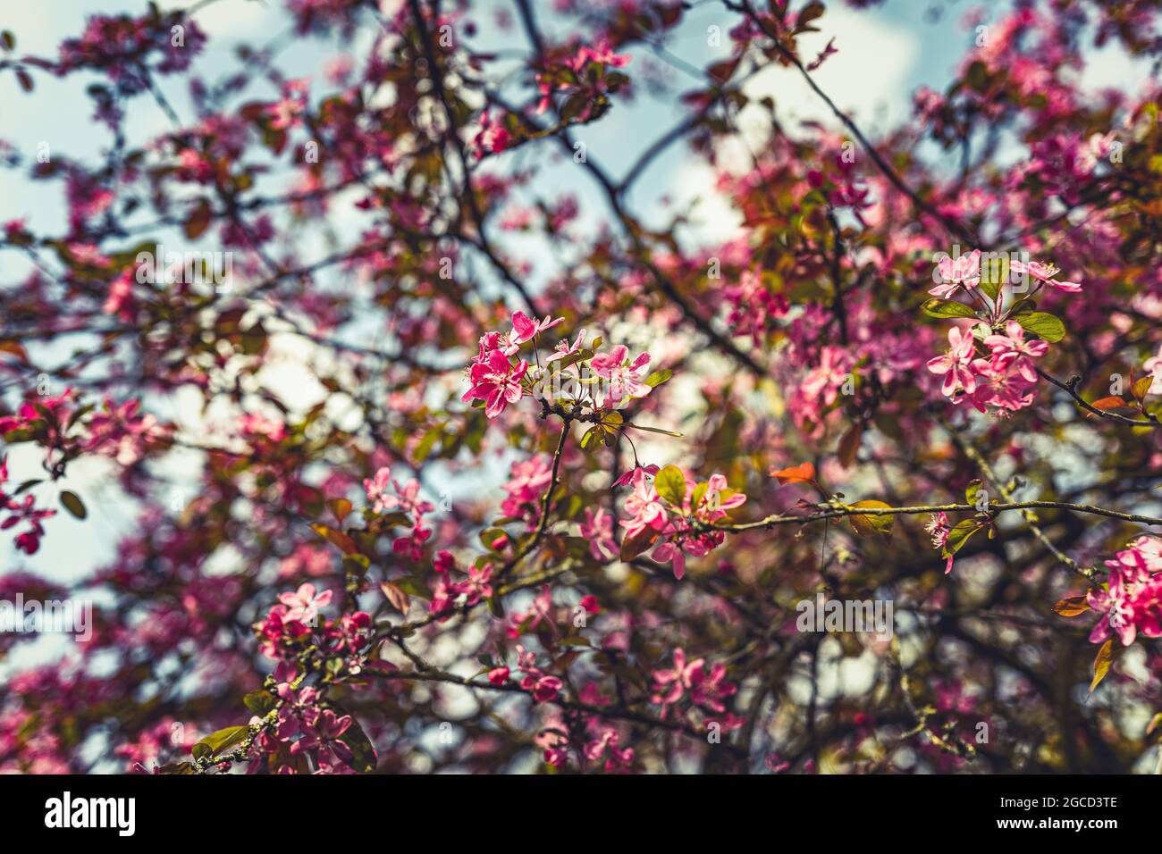 Blossoms in the springtime in Holland Stock Photo
