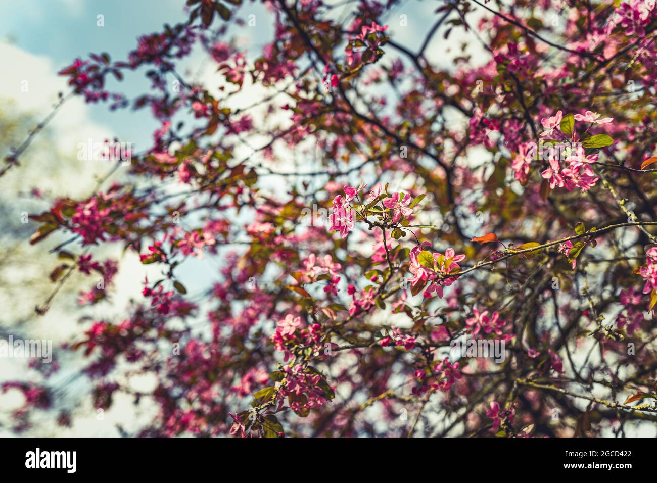 Blossoms in the springtime in Holland Stock Photo