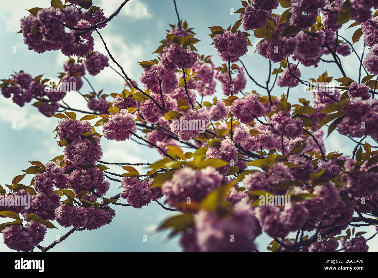 Blossoms in the springtime in Holland Stock Photo