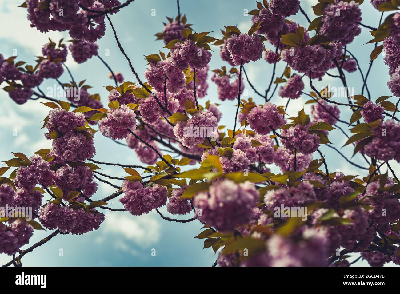 Blossoms in the springtime in Holland Stock Photo