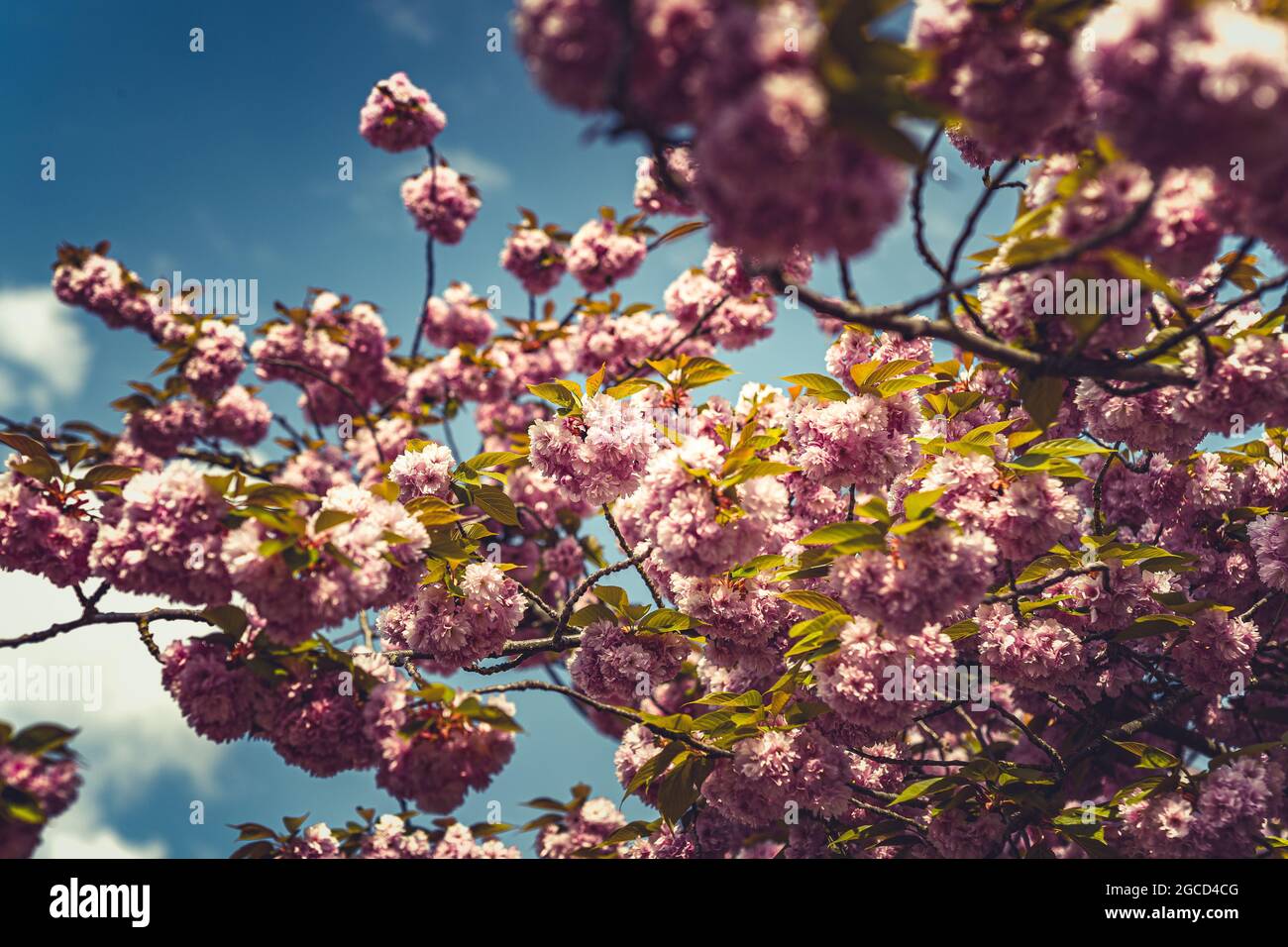 Blossoms in the springtime in Holland Stock Photo