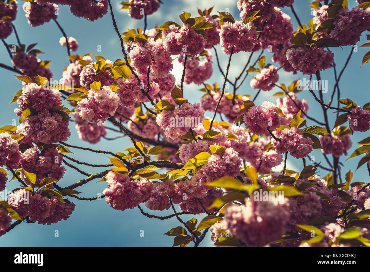 Blossoms in the springtime in Holland Stock Photo