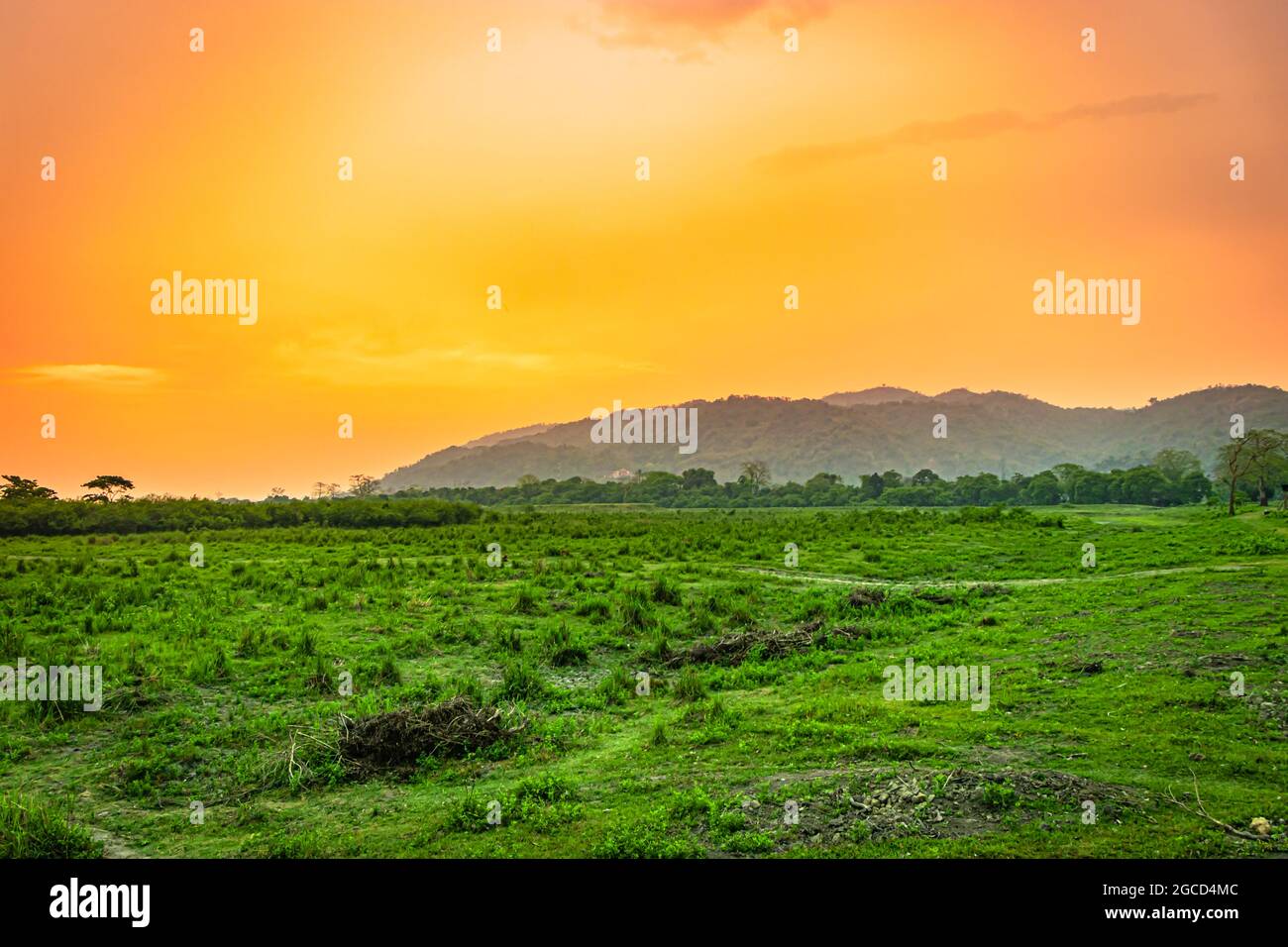 green grassland with orange sky and mountain shadow at early morning is taken at kaziranga national park assam india. Stock Photo
