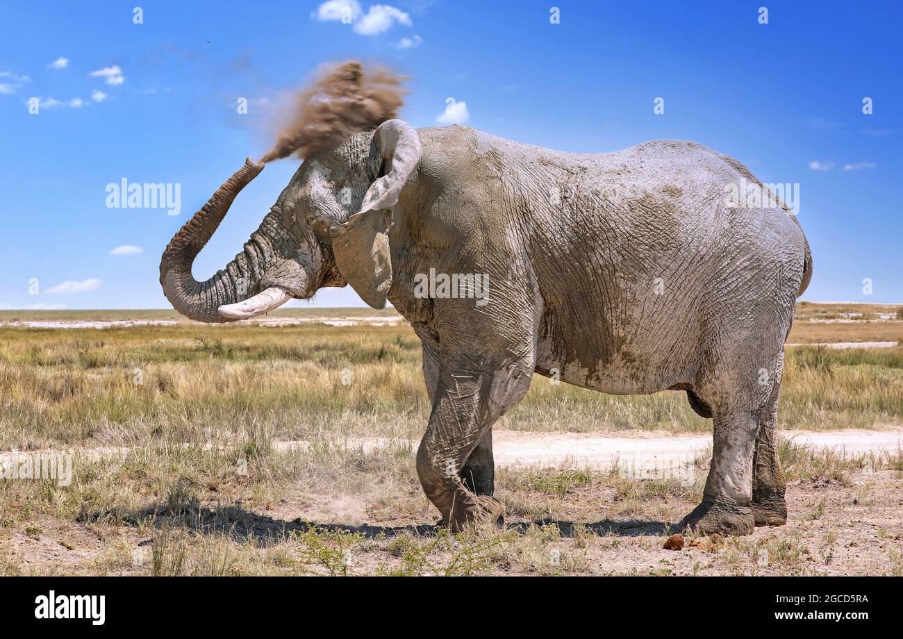 elephant with dust, Etosha National Park, Namibia, (Loxodonta africana) Stock Photo