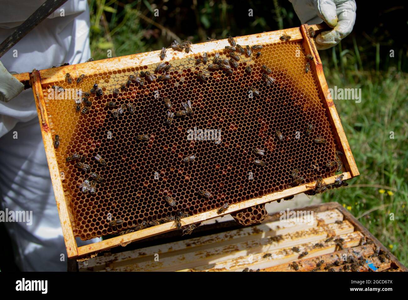 National brood frame with honey and some of the cells capped Stock Photo