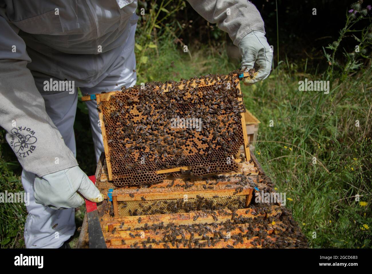 A brood frame showing a poor laying pattern. Stock Photo