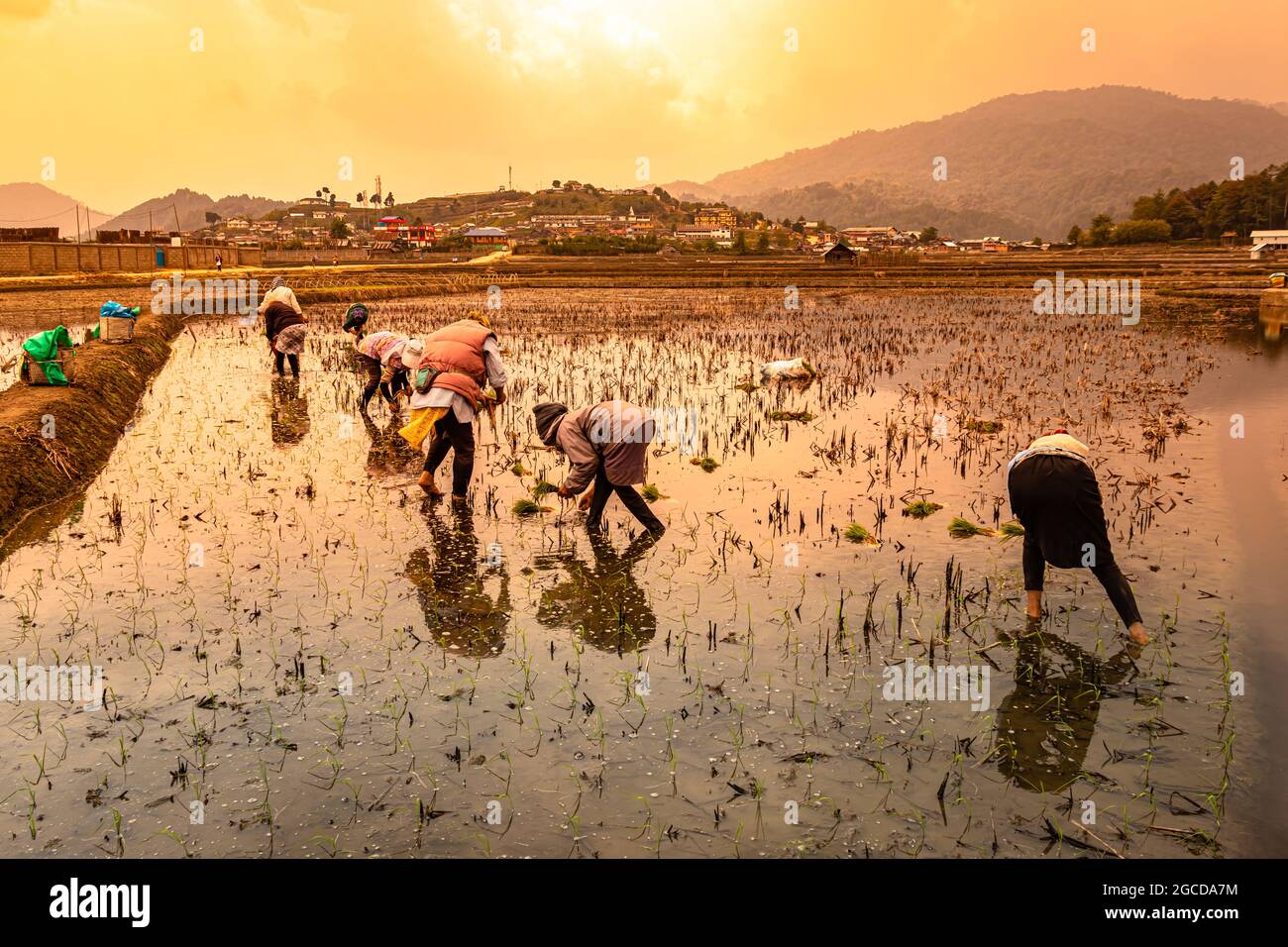 village farmers working in rice field with mountain backdrop and orange sky at morning image taken at ziro valley aruncahal pradessh india on Apr 13 2 Stock Photo