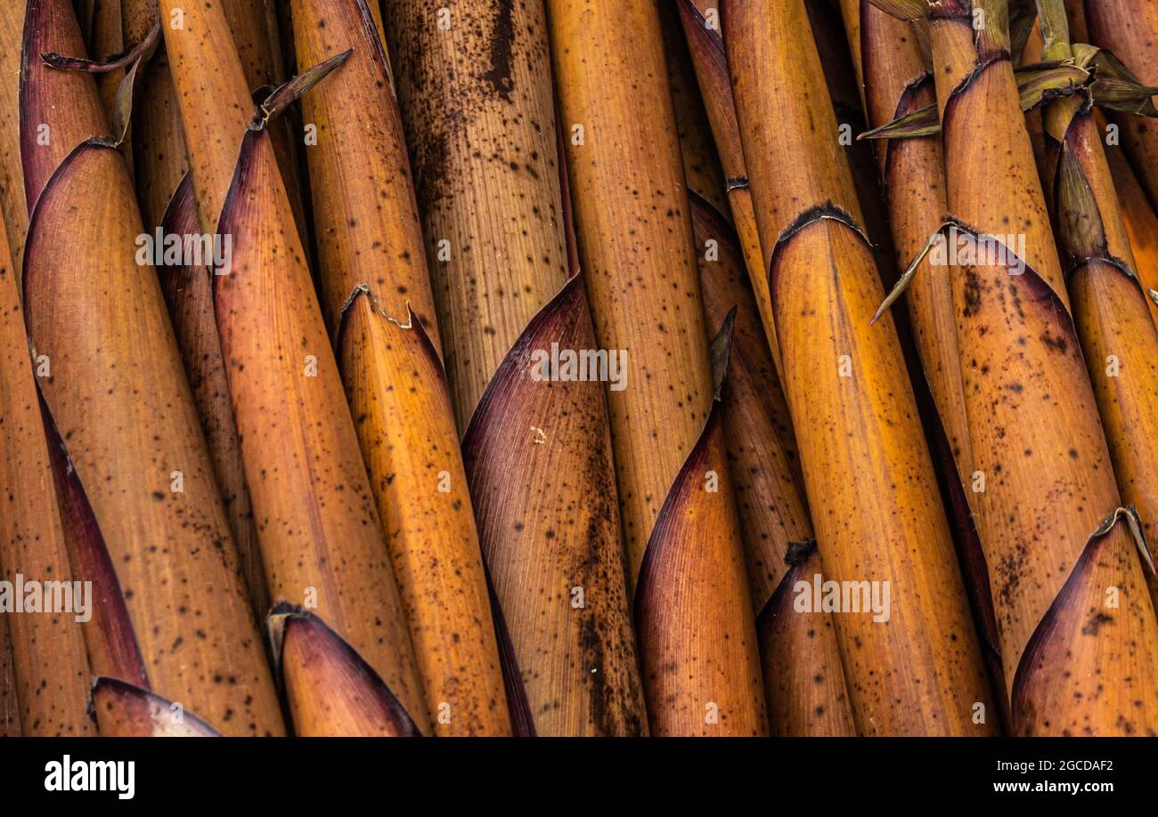 bamboo tree edible sticks many for sale from top angle at day Stock