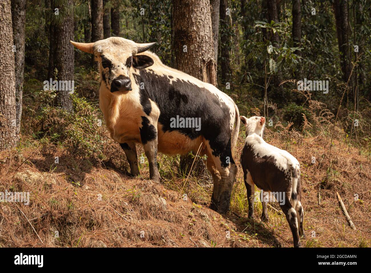 Mithun animal hi-res stock photography and images - Alamy Mithun animal hi-res stock photography and images - Alamy