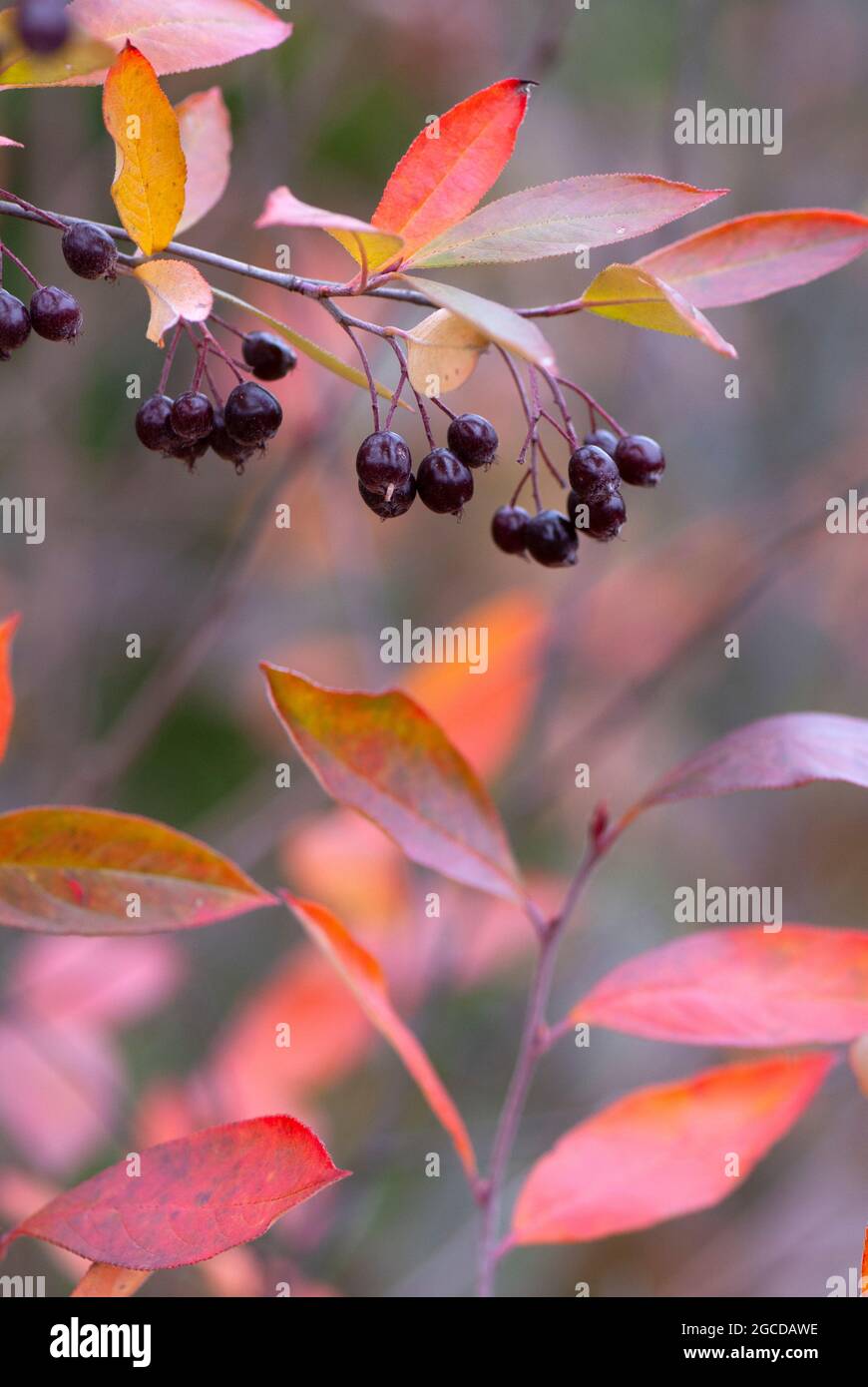 Red chokeberry (Aronia arbutifolia) in autumn with ripening fruits and colorful leaves. Stock Photo