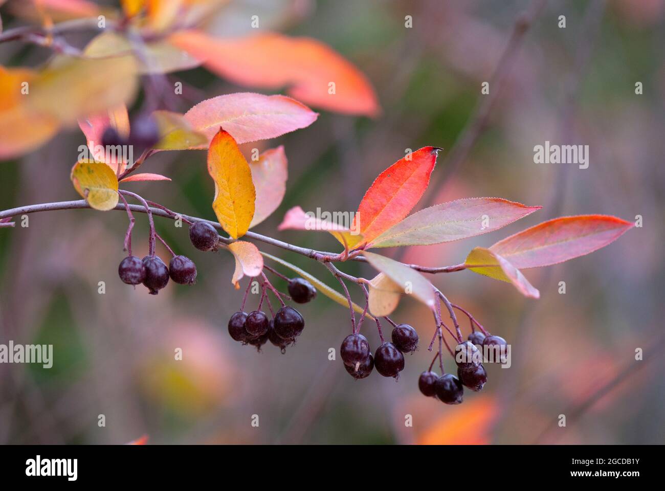 Red chokeberry (Aronia arbutifolia) in autumn with ripening fruits and colorful leaves. Stock Photo