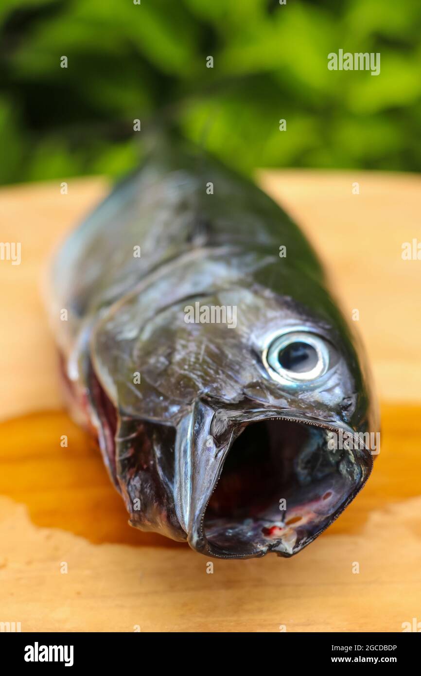 Close up of raw mackerel. Fresh fish with an open mouth on a wooden plank Stock Photo