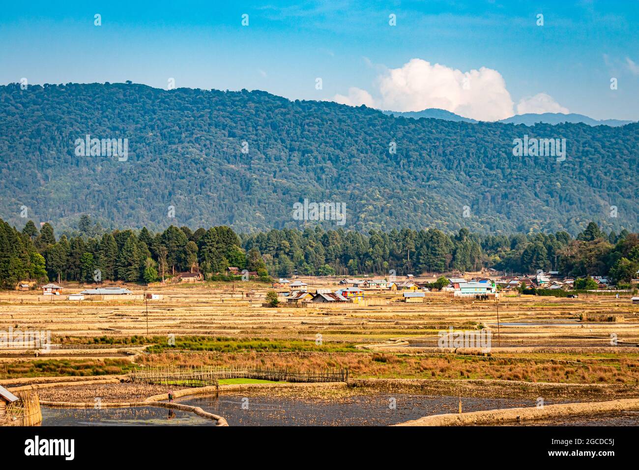 countryside tarnish framing rice field with mountain background and