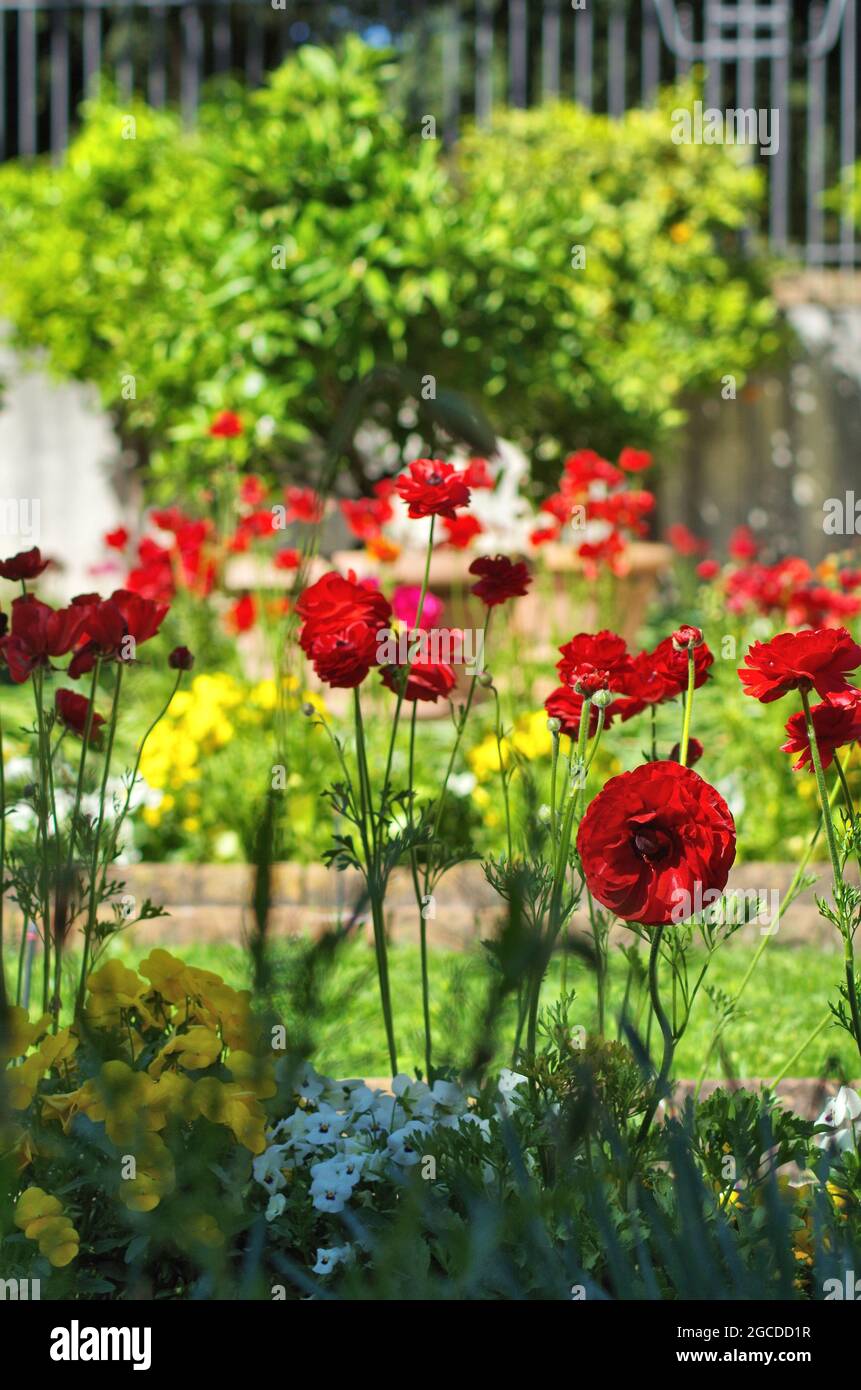 Various colored flowers hi-res stock photography and images - Alamy