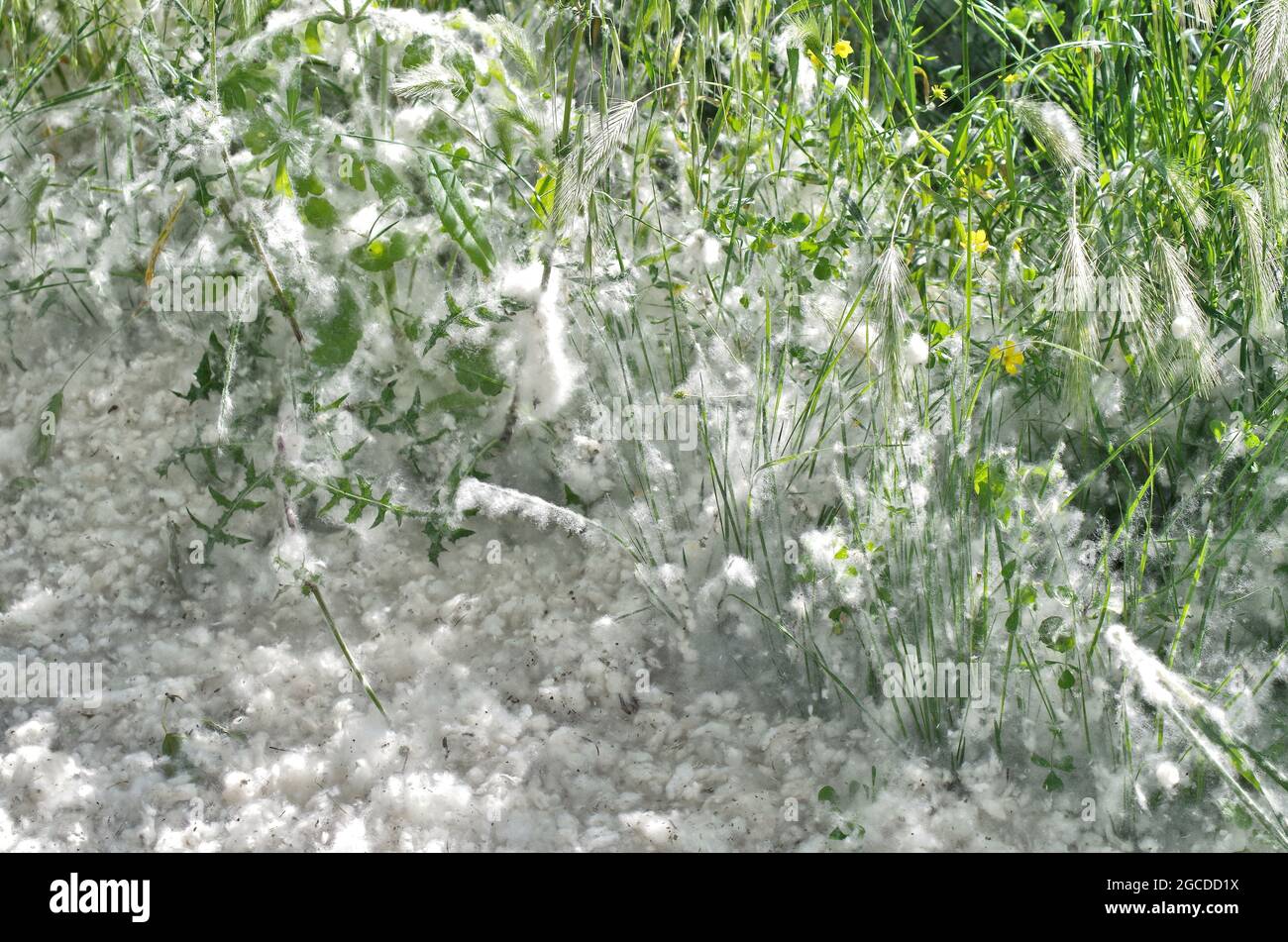 plants and grass totally covered of seasonal white pollen Stock Photo Alamy