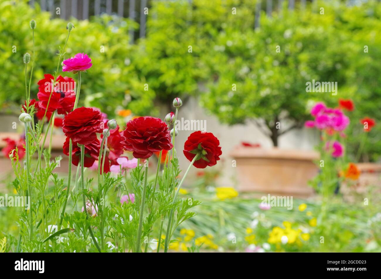 Various colored flowers hi-res stock photography and images - Alamy