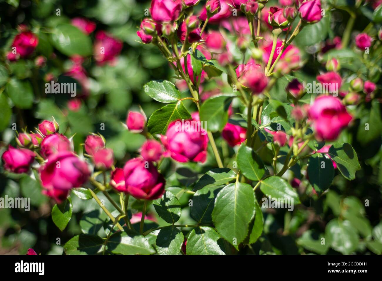 Marriage backgrounds hires stock photography and images Alamy