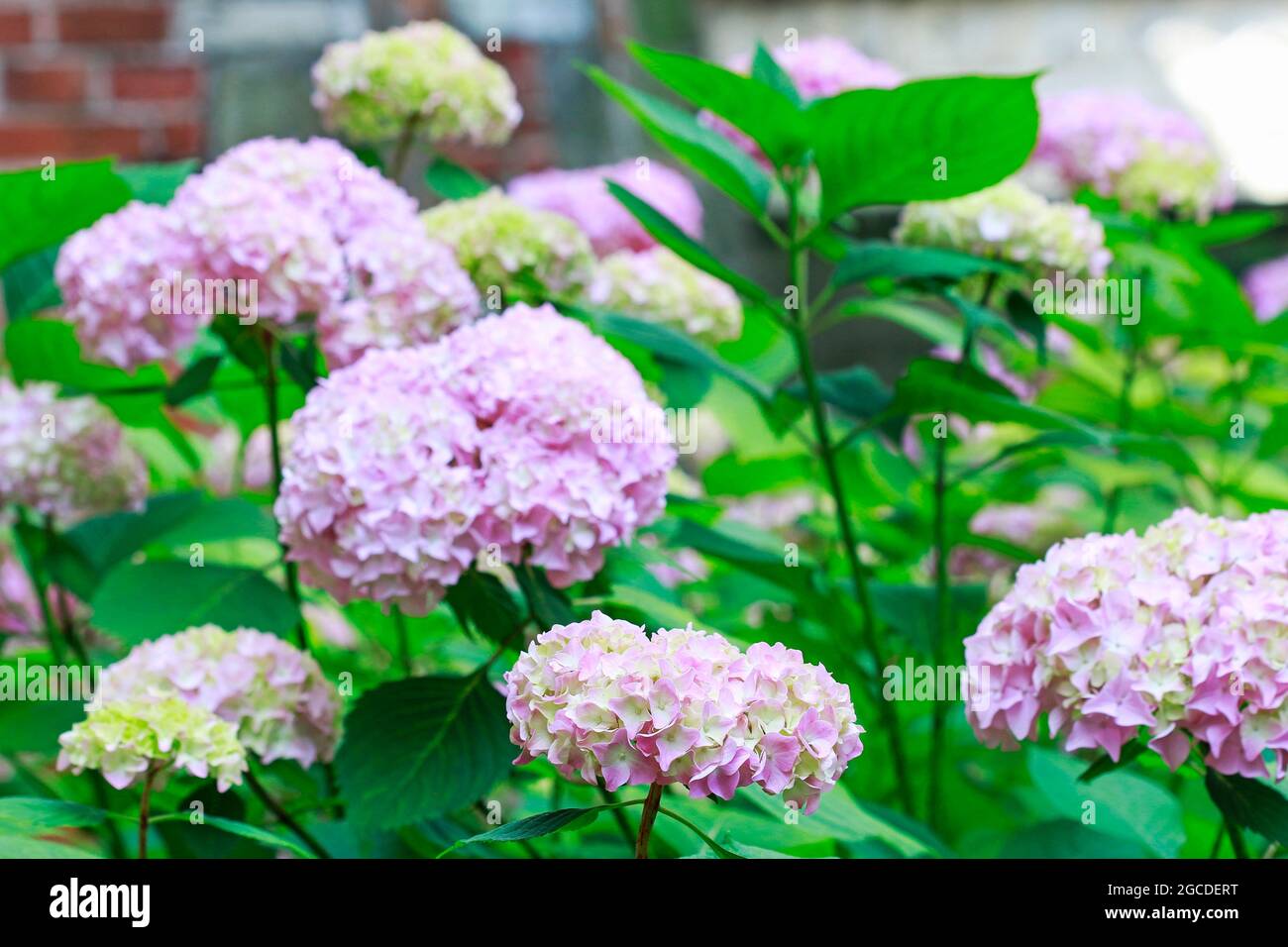 Pink Hortensia (hydrangea) in the garden. Summer flowers Stock Photo ...
