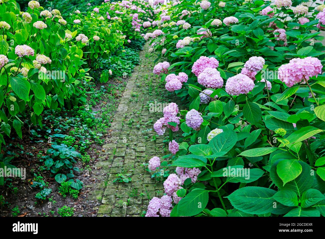 Pink Hortensia (hydrangea) in the garden. Summer flowers Stock Photo ...