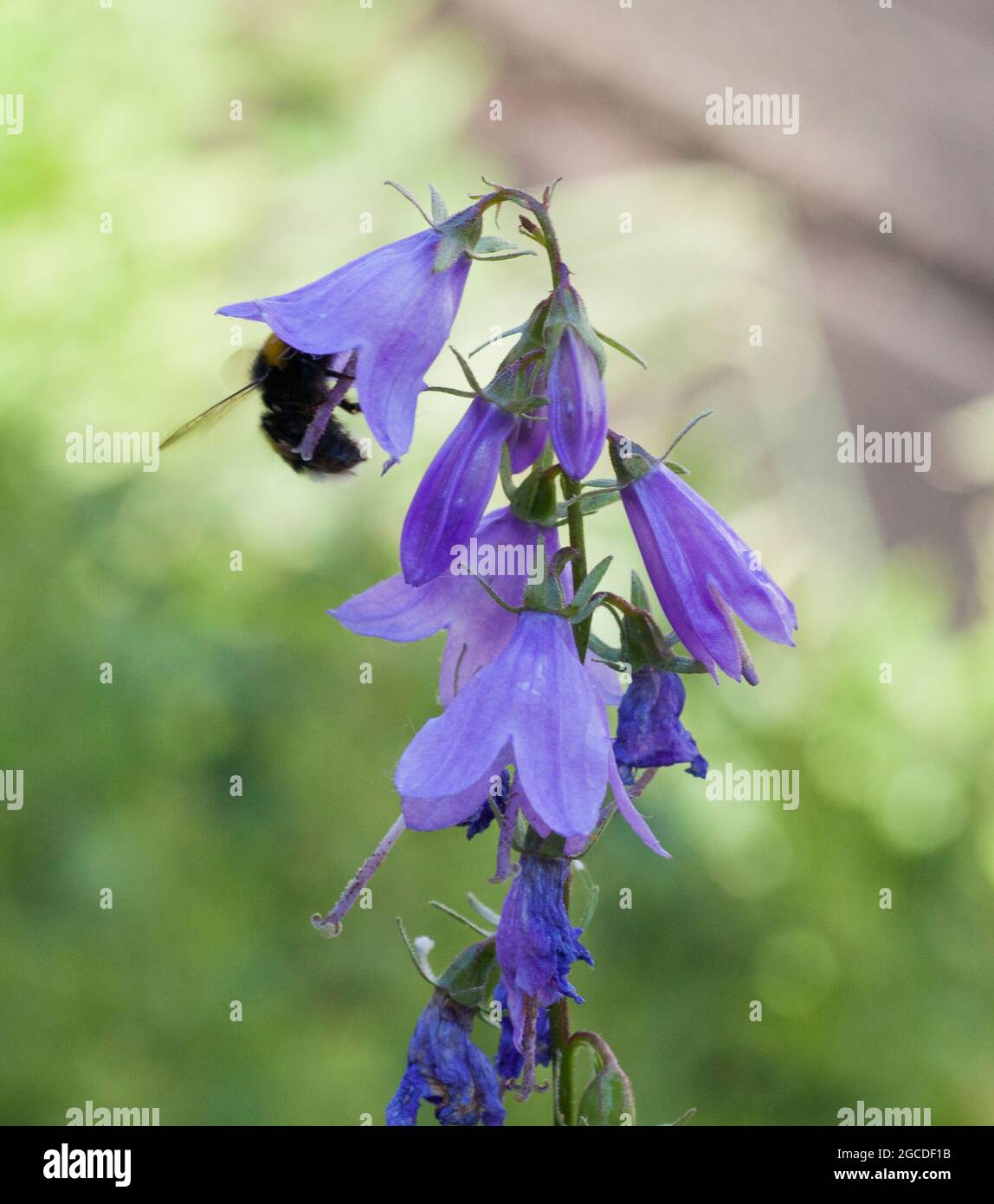 CAMPANULA PERSICIFOLIA the peach-leaved bellflower with a Bee looking in Stock Photo