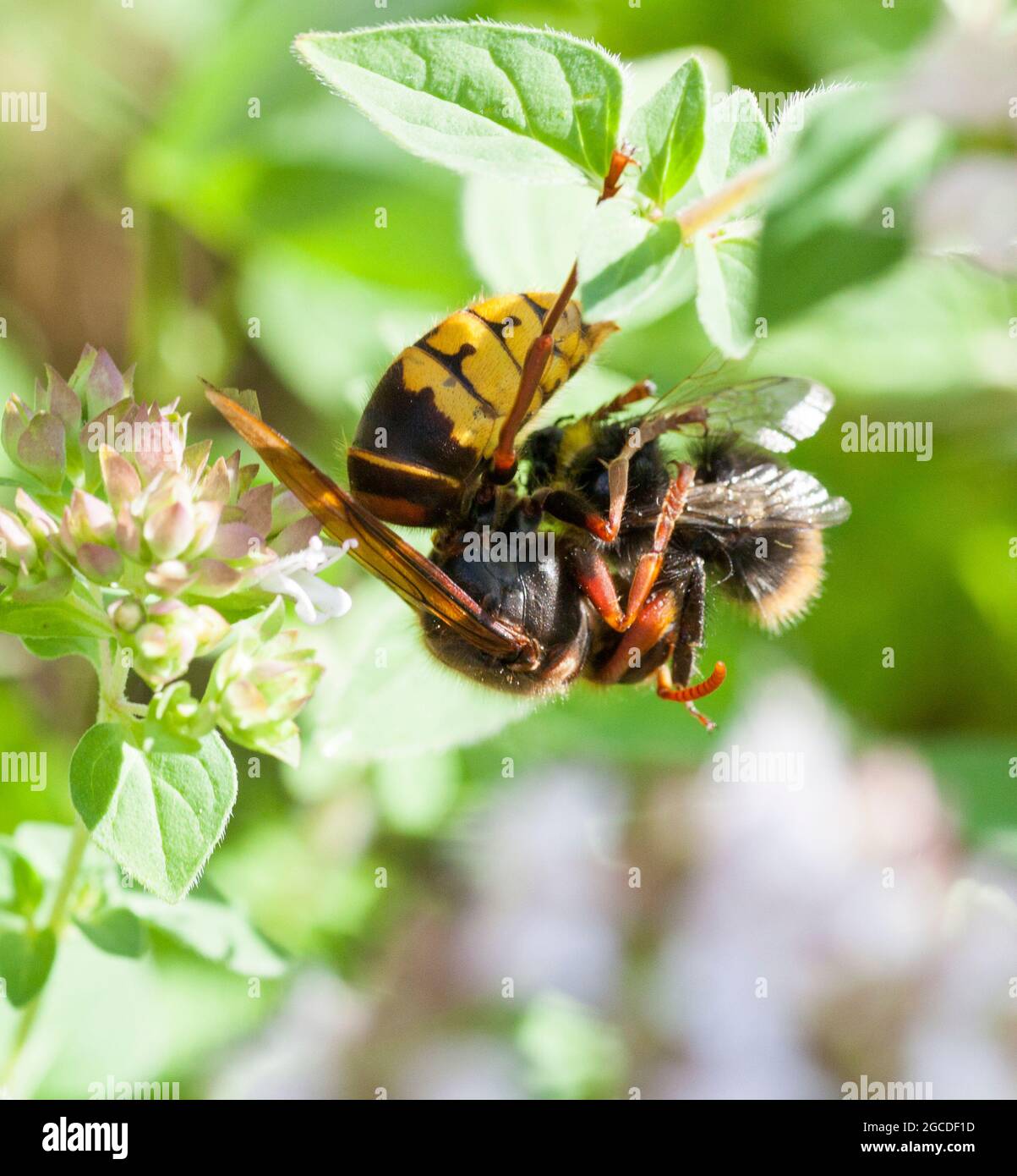 EUROPEAN HORNET attack Bumble bee on plant Vespa Crabro Stock Photo