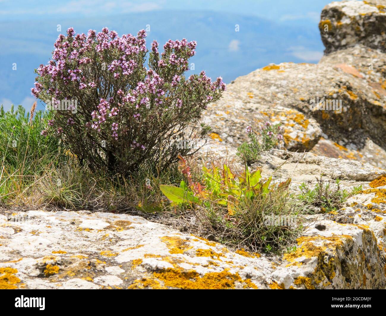 Blühender Rosmarin in den Bergen der Region Pyrénées-Orientales - Rosmarin in full bloom in the mountains of the region Pyrénées-Orientales. Stock Photo