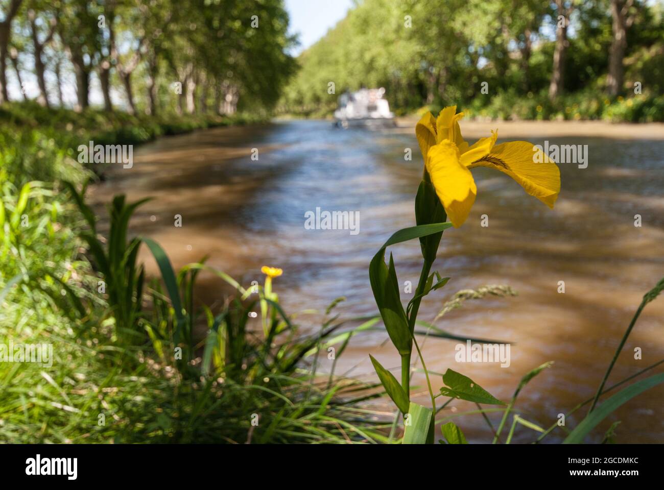 A yellow flag (Iris pseudacorus) growing on the banks of the Canal du Midi Stock Photo