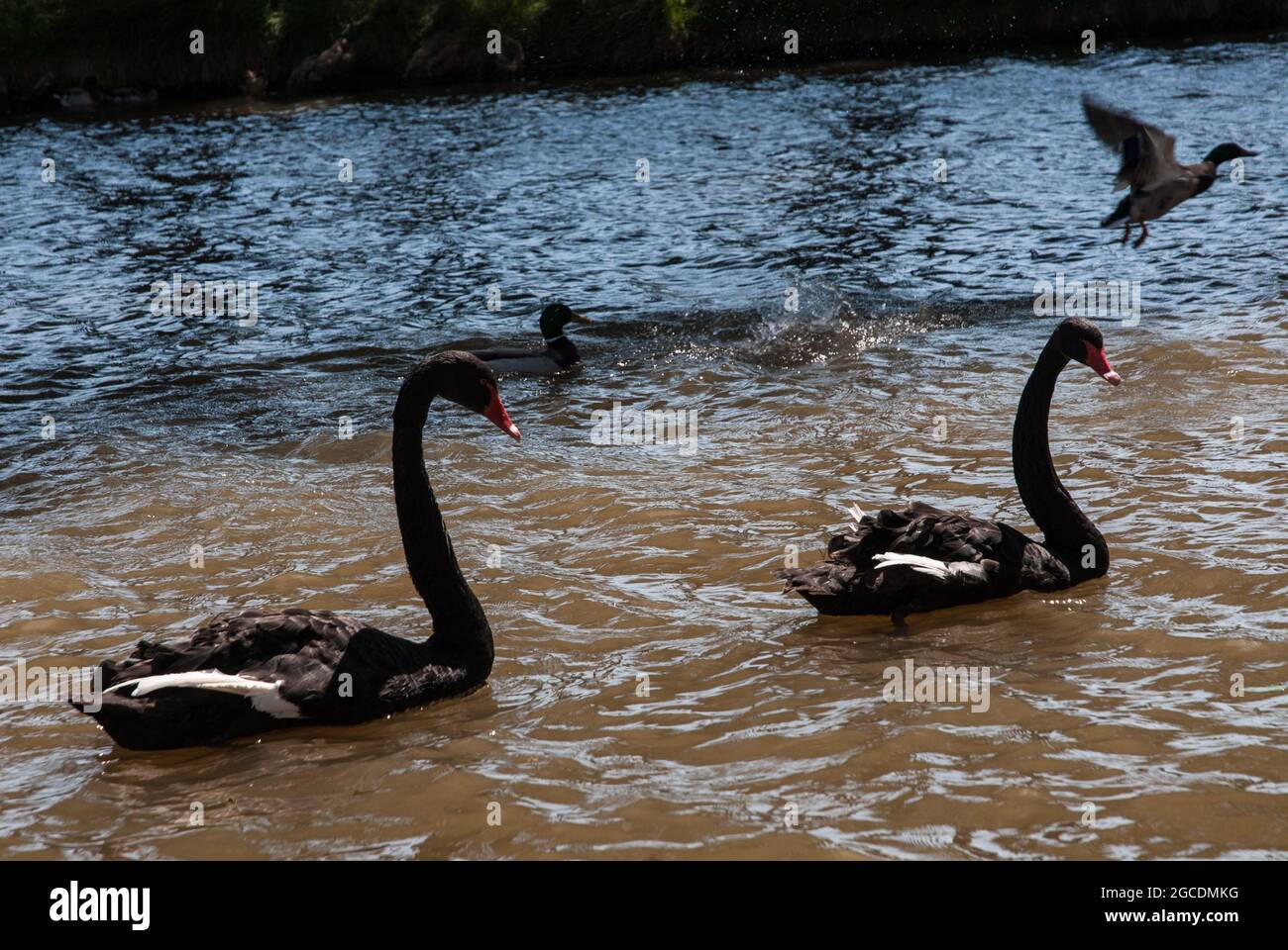 Black swans on the Canal du Midi near Ventenac Stock Photo