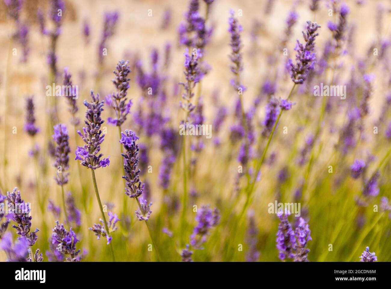 Bluhender lavendel hires stock photography and images Alamy