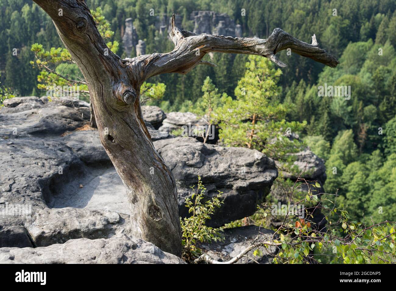 ancient tree grows on a weathered sanstone rock in the beautiful mountains Stock Photo