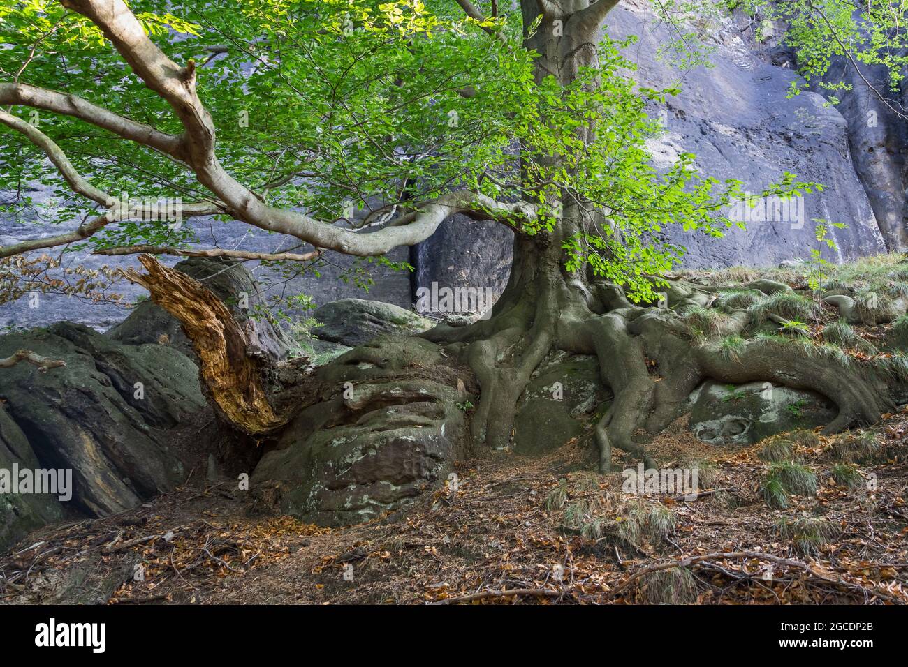 ancient graceful beech tree grows on the sandstone in the beautiful mountains Stock Photo