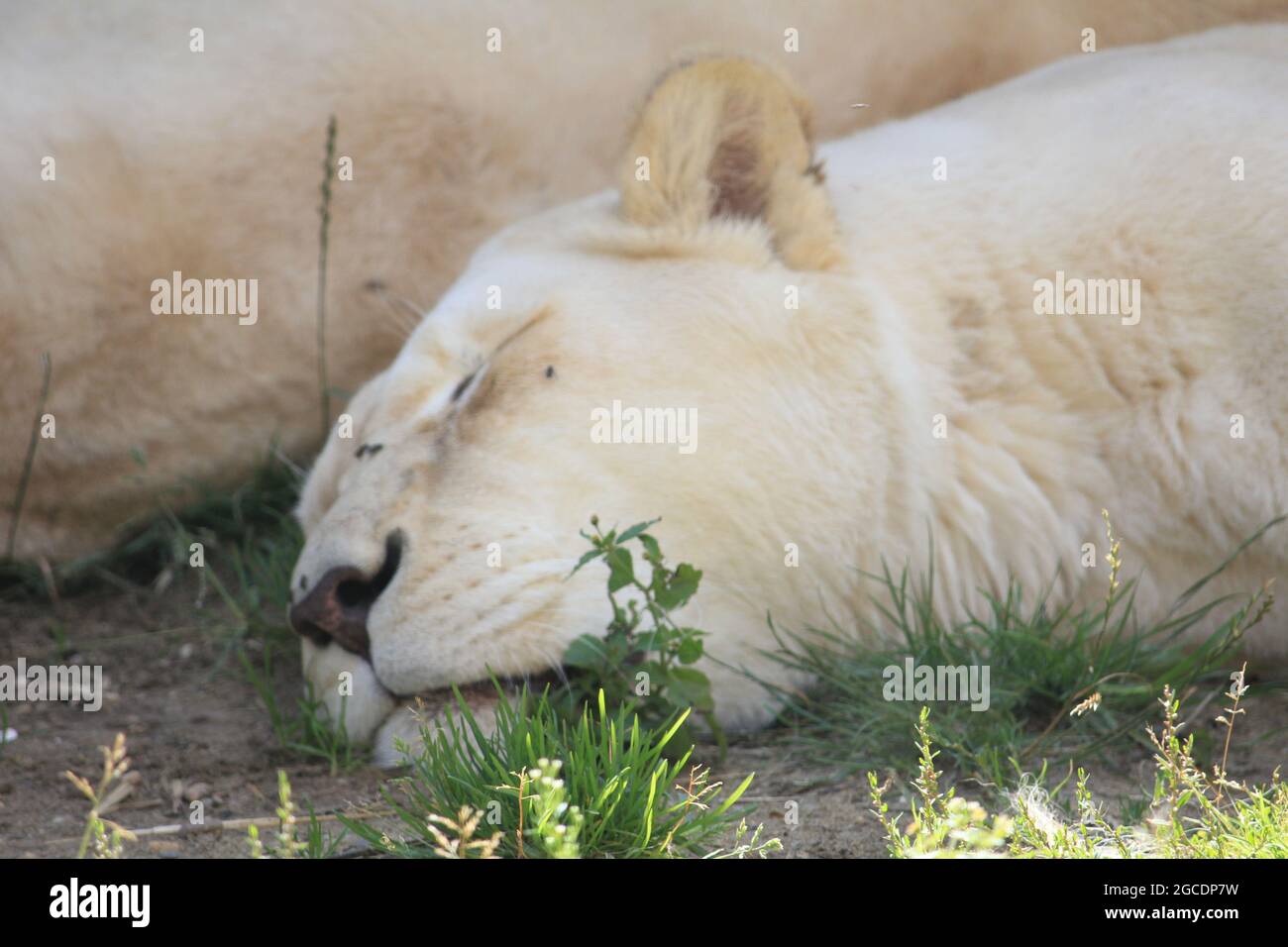 African lion Stock Photo